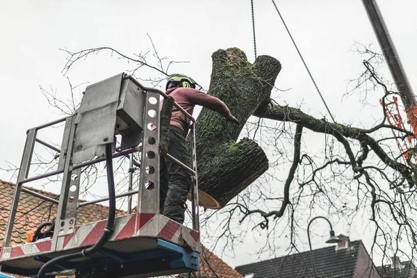 Fast and Affordable Tree Cutting Service in Your Area