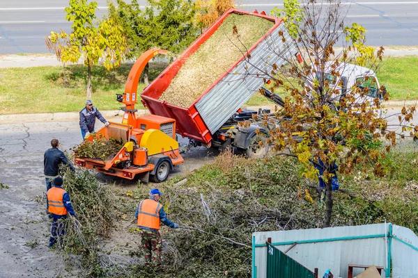 The Smart Homeowner’s Guide to Tree Removal Service