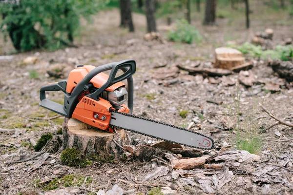 When to Schedule Tree Removal for Hazardous Trees